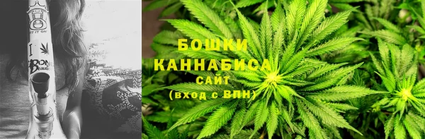 прущие грибы Новозыбков
